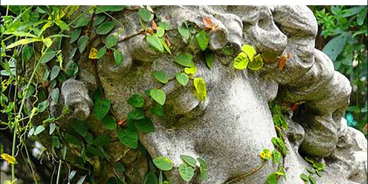 Les émotions cachées des plantes Photo couverture livre